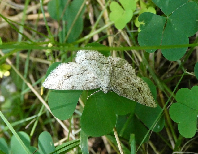 Ectropis crepuscularia - avararaszoló