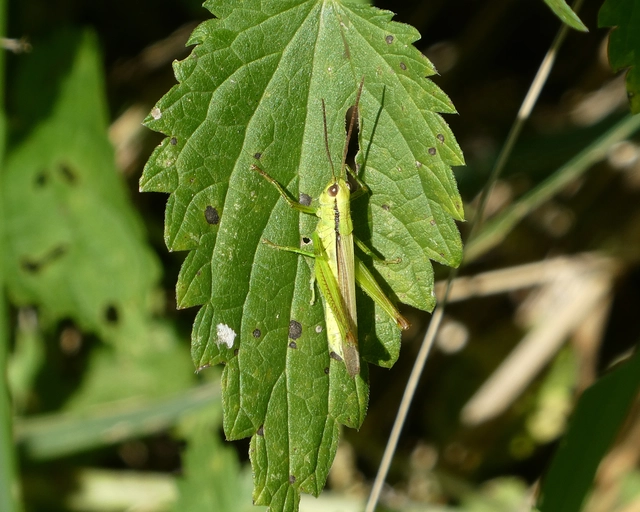 Mecostethus parapleurus - hagymazöld sáska