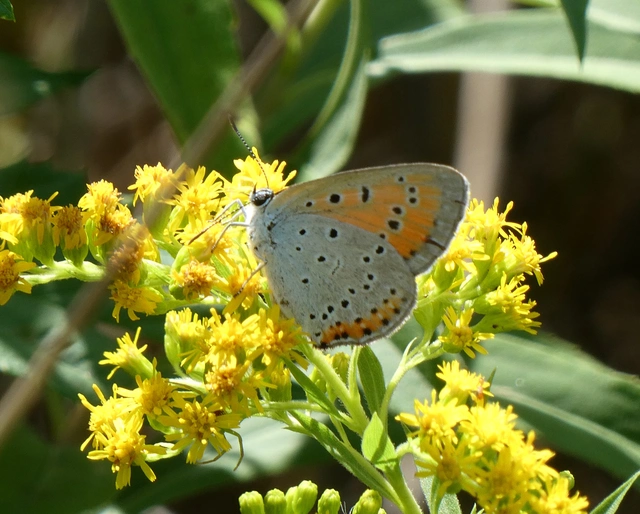 Lycaena dispar rutilus - nagy tűzlepke
