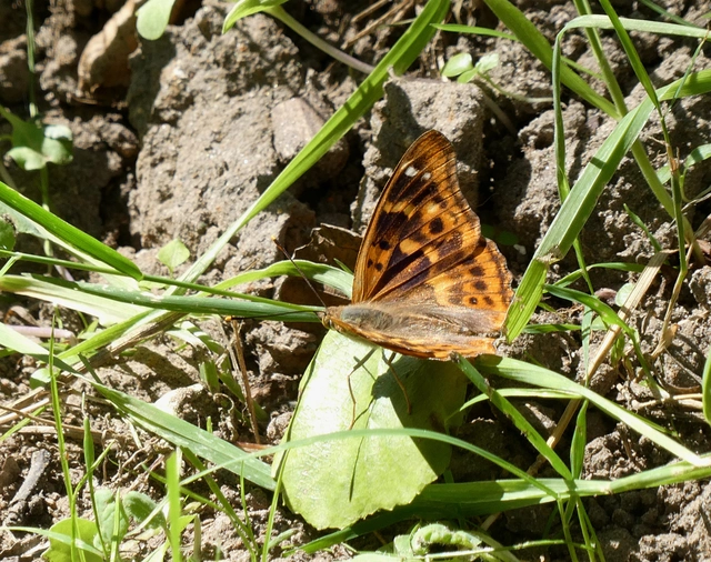 Apatura ilia - kis színjátszólepke