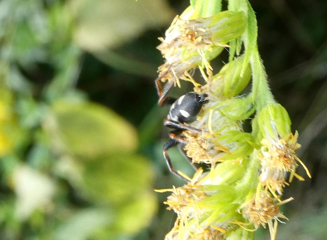 Aphantaulax cincta/trifasciata