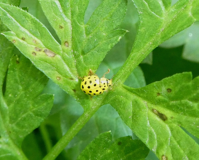 Psyllobora vigintiduopunctata - huszonkétpettyes katica