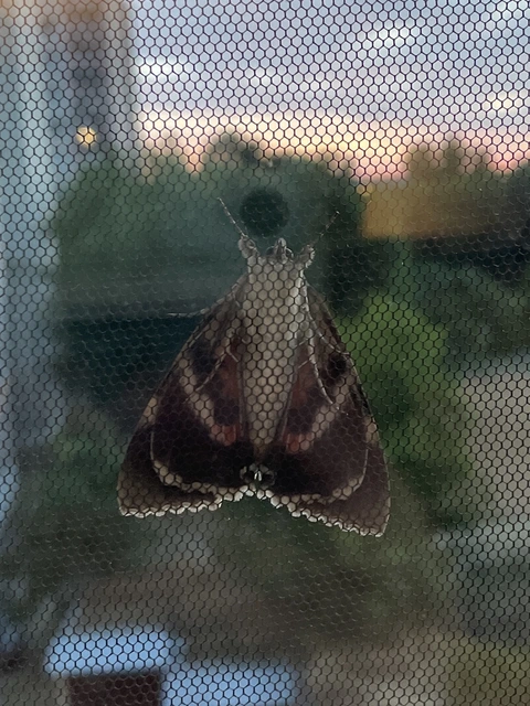 Catocala nupta - piros övesbagoly