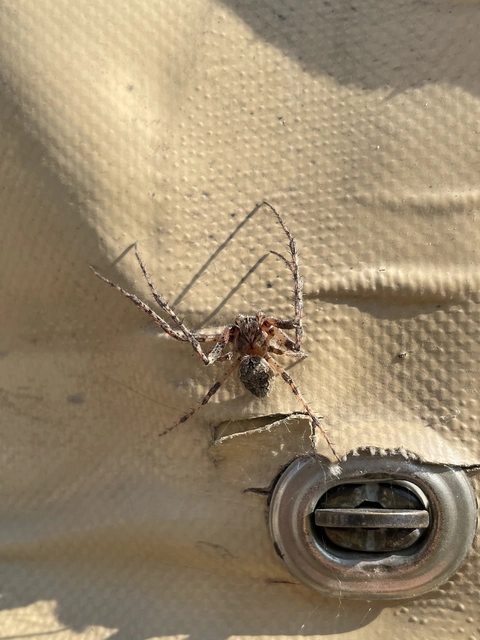 Larinioides