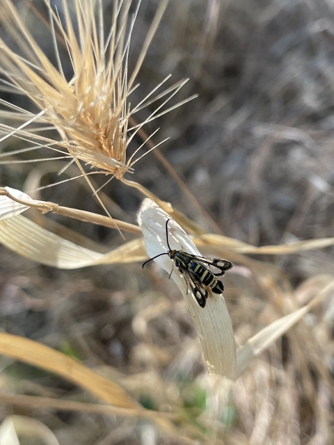 Sesiidae - szitkárfélék