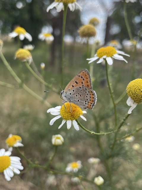 Lycaena thersamon - kis tűzlepke