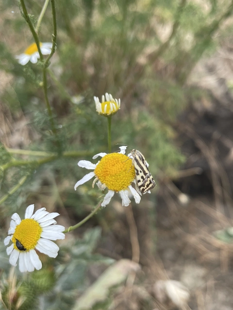 Emmelia trabealis - zebrabagoly