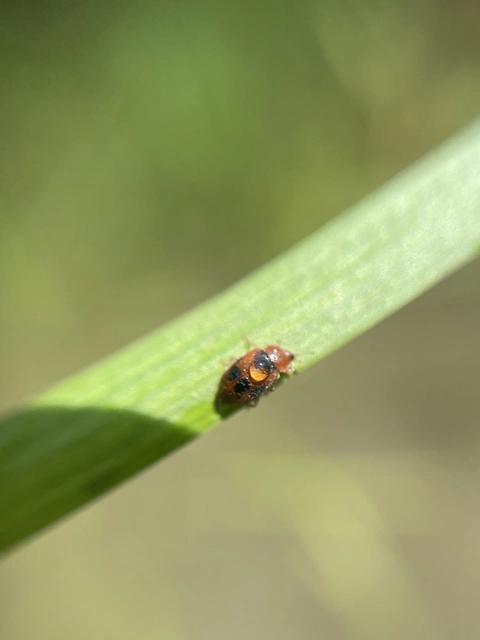Coccidula scutellata - mocsári félböde