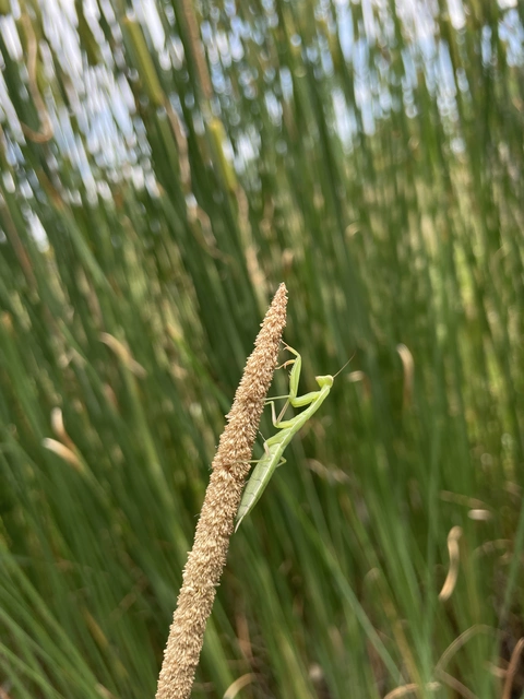 Mantis religiosa - imádkozósáska
