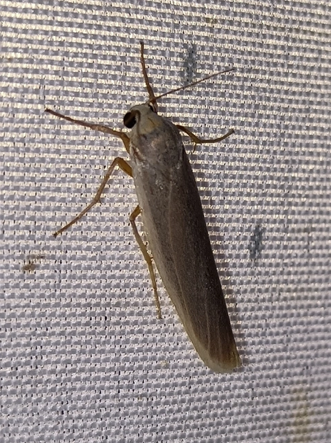 Eilema complana - közönséges zuzmószövő