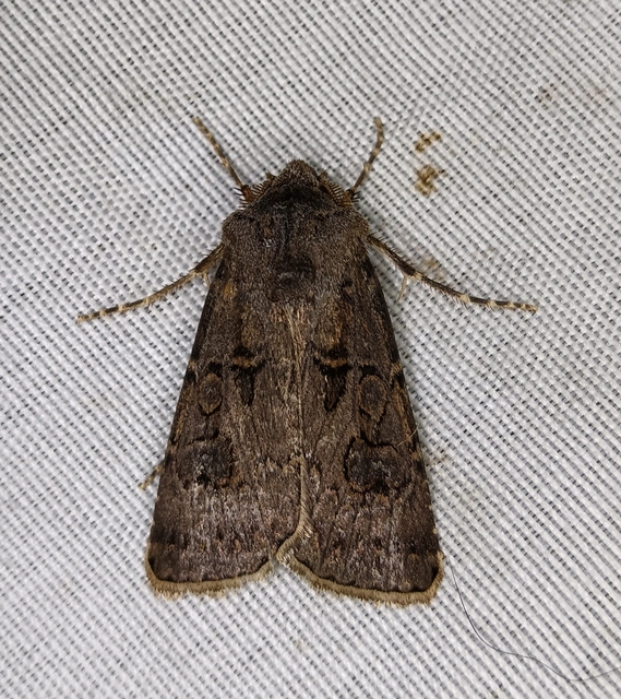 Agrotis bigramma - kétjegyű földibagoly
