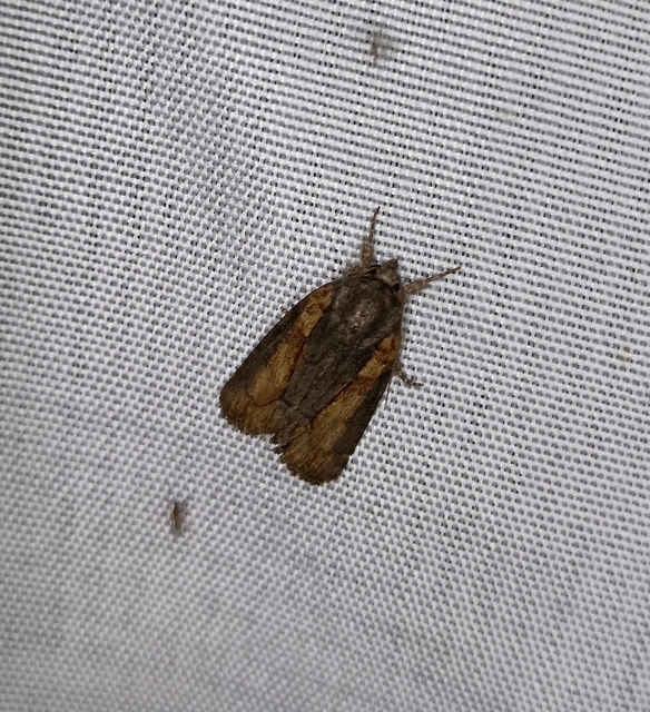 Bryophila raptricula/felina