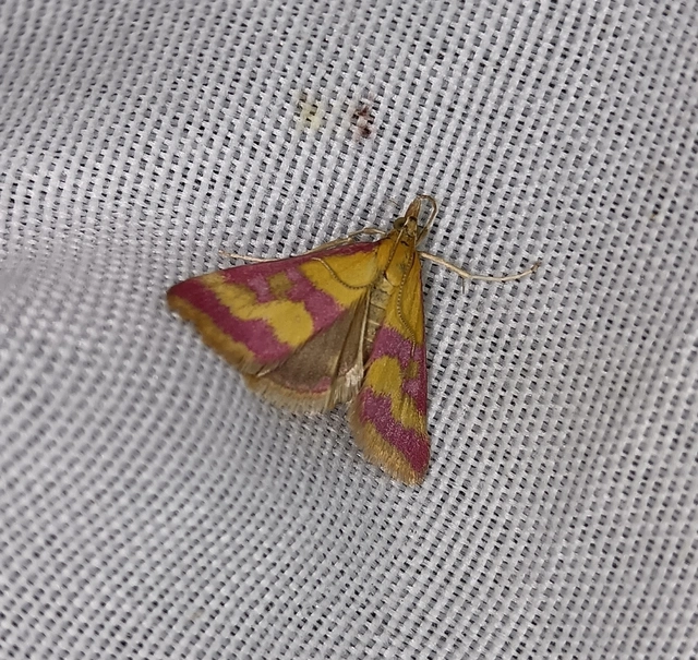 Pyrausta sanguinalis - vérszínű bíbormoly