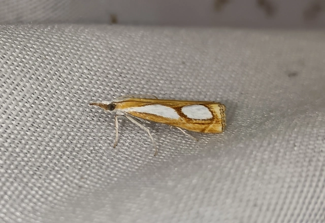Catoptria pinella - ezüstös fűgyökérmoly