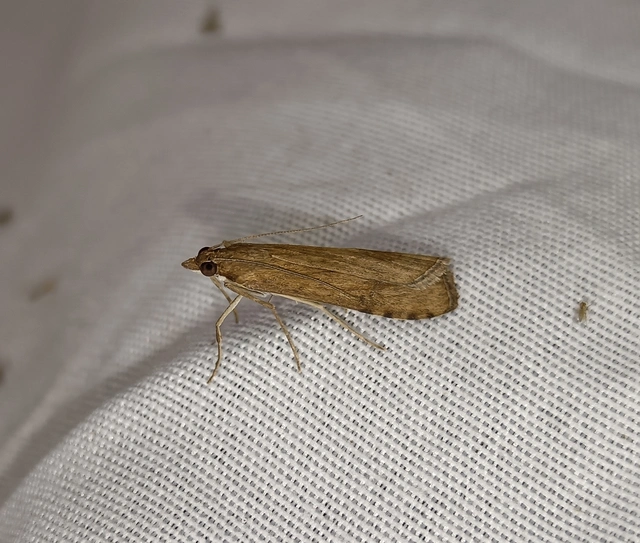 Nomophila noctuella - közönséges vándormoly