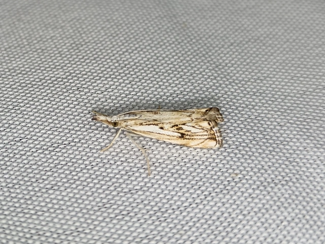 Catoptria falsella - hálós fűgyökérmoly