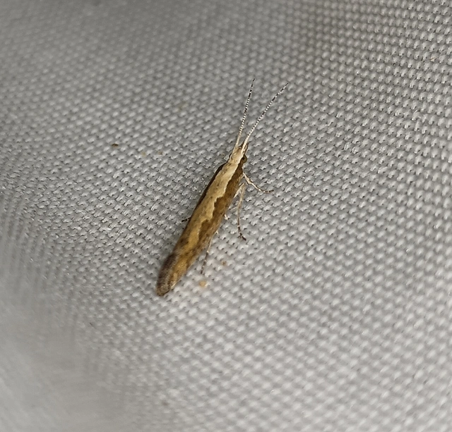 Plutella xylostella - káposztamoly