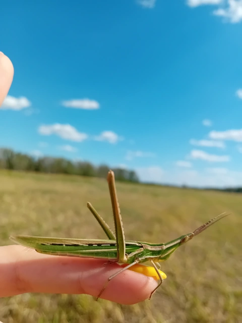 Acrida ungarica - sisakos sáska Acrida ungarica - sisakos sáska