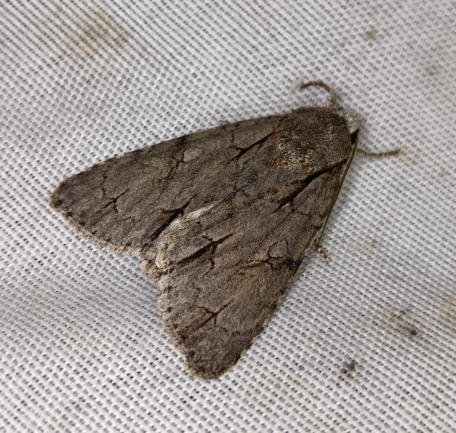 Acronicta cuspis/tridens/psi