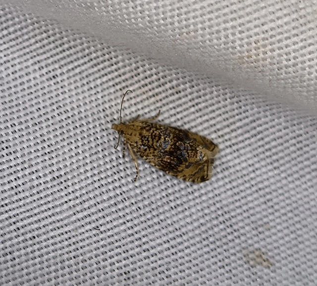 Celypha lacunana - vízparti tükrösmoly