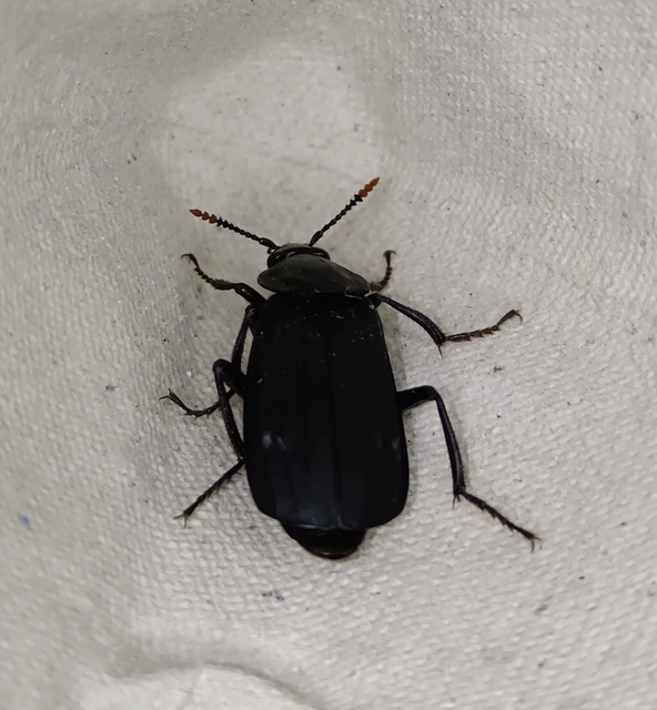 Necrodes littoralis - nagy dögbogár
