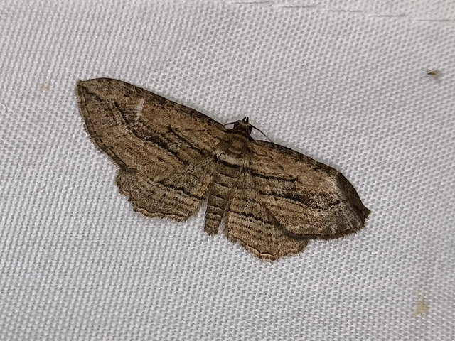 Horisme corticata - barna iszalagaraszoló