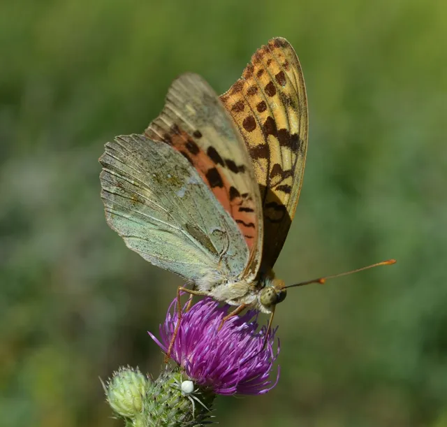 Argynnis pandora - zöldes gyöngyházlepke