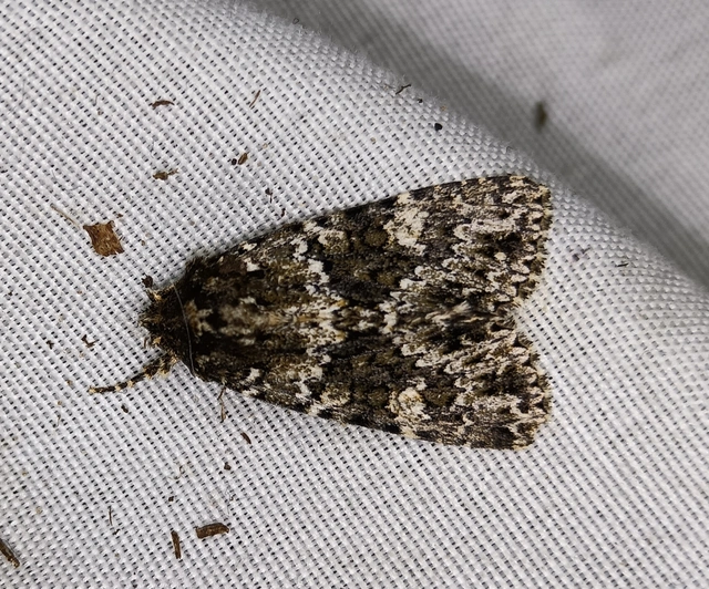 Polymixis polymita - kankalin-tarkabagoly