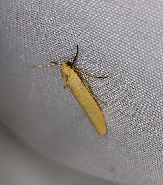 Eilema lutarella - narancsszínű zuzmószövő