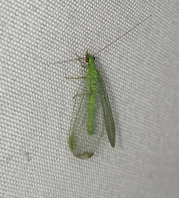 Neuroptera - Recésszárnyúak Neuroptera - Recésszárnyúak
