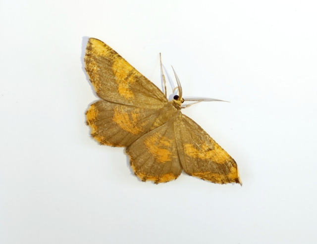 Angerona prunaria - sárga kökényaraszoló