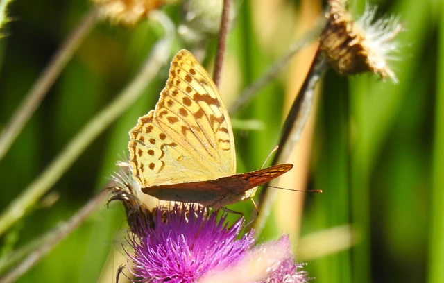 Argynnis pandora - zöldes gyöngyházlepke