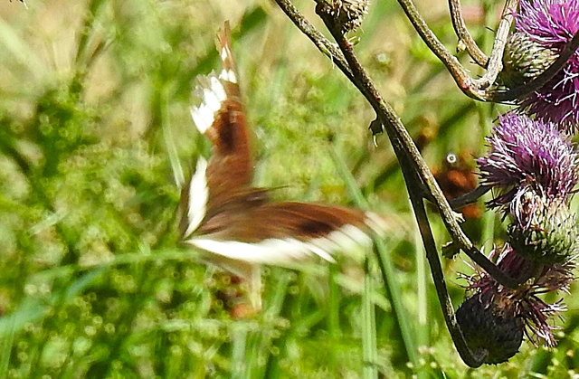 Brintesia circe - fehéröves szemeslepke