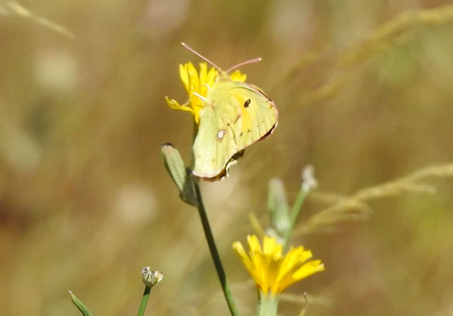 Colias croceus - sáfránylepke