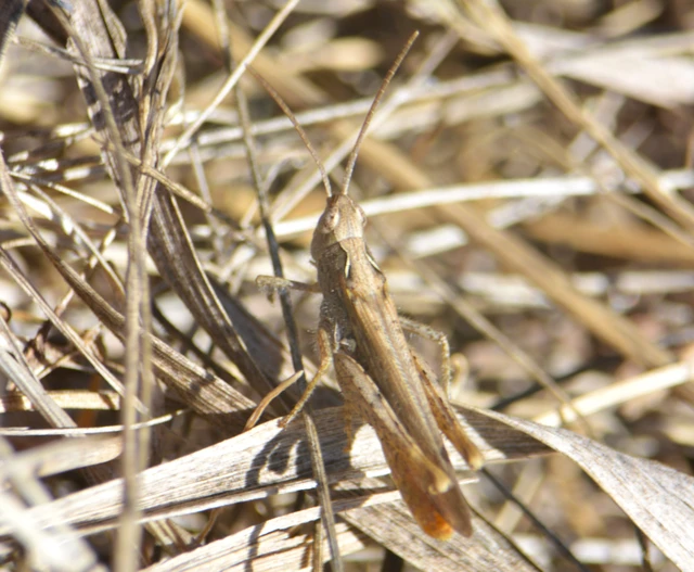 Chorthippus (Glyptobothrus) (subgenus)