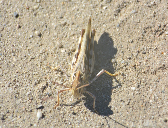 Oedaleus decorus - szalagos sáska