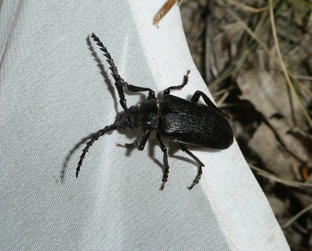 Prionus coriarius - csőszcincér