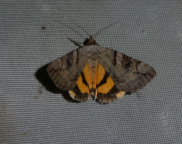 Catocala hymenaea - kökény-övesbagoly