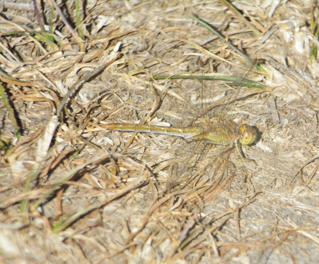 Sympetrum meridionale - fakó katona-szitakötő