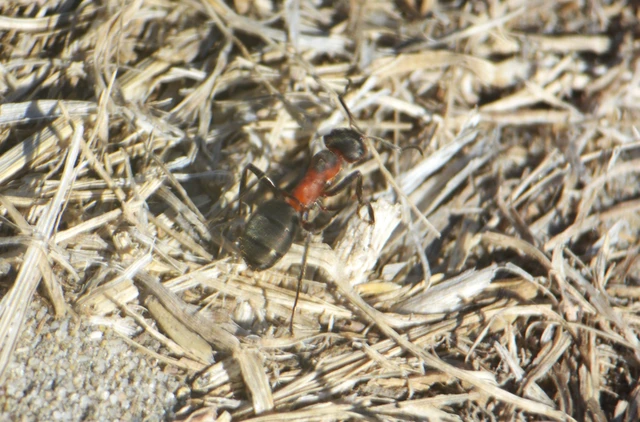 Formica pratensis - réti vöröshangya