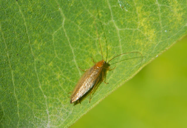 Blattodea - Csótányok