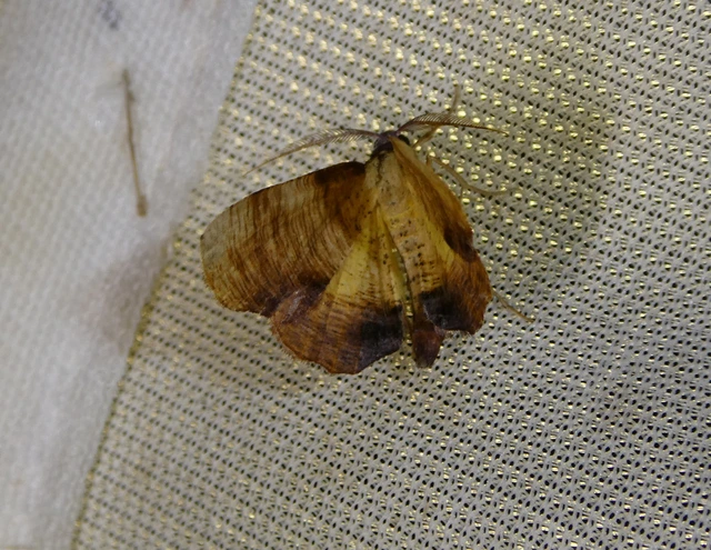 Plagodis dolabraria - baltaszárnyú araszoló