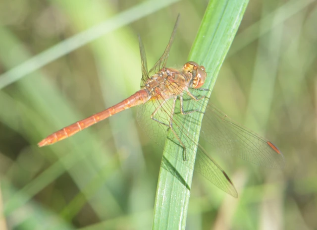Sympetrum meridionale - fakó katona-szitakötő