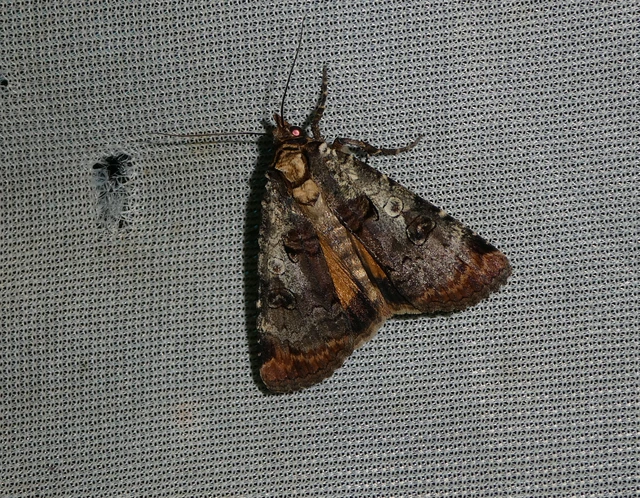Epilecta linogrisea - karcsú sárgafűbagoly