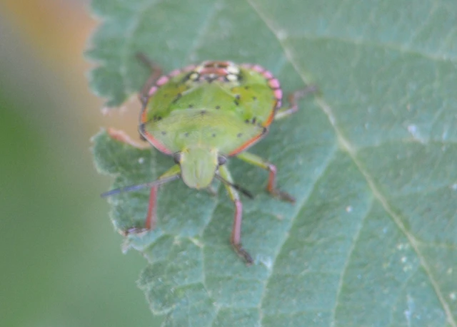 Nezara viridula - zöld vándorpoloska