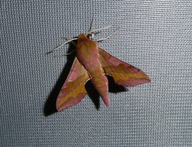 Deilephila porcellus - piros szender