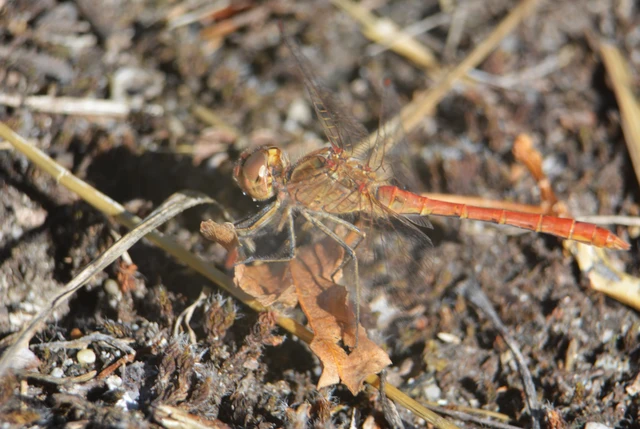 Sympetrum meridionale - fakó katona-szitakötő