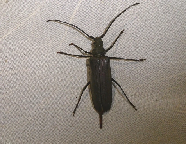 Aegosoma scabricorne - diófacincér
