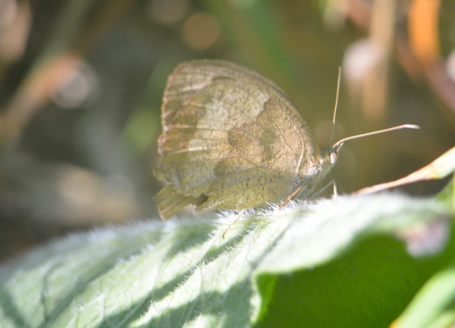 Minois dryas - fekete szemeslepke