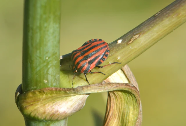 Graphosoma italicum - csíkos pajzsospoloska